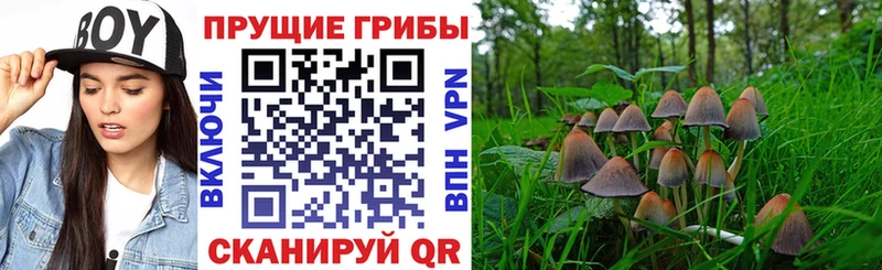 хочу гидра Галлюциногенные грибы Psilocybine cubensis Строитель
